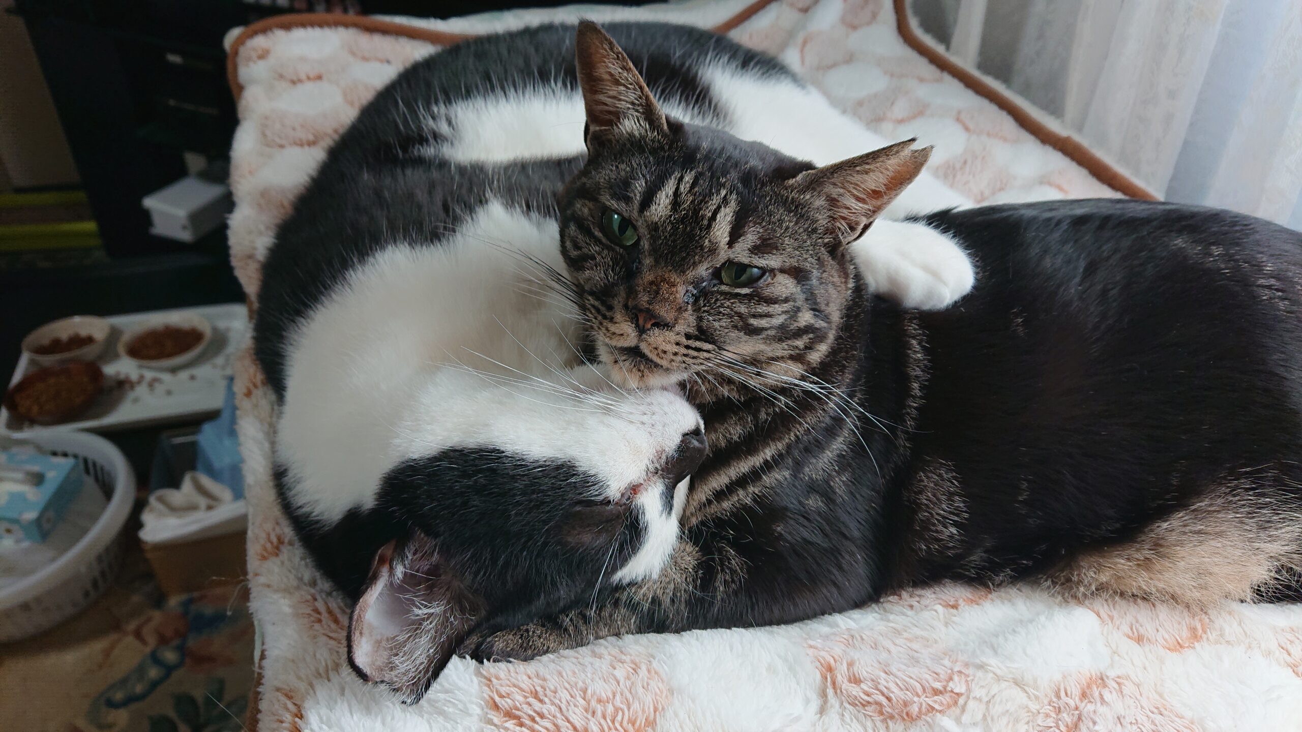 ビビリな妹ねこのチョコの首に手をまわして甘えている様子のお兄ちゃん。