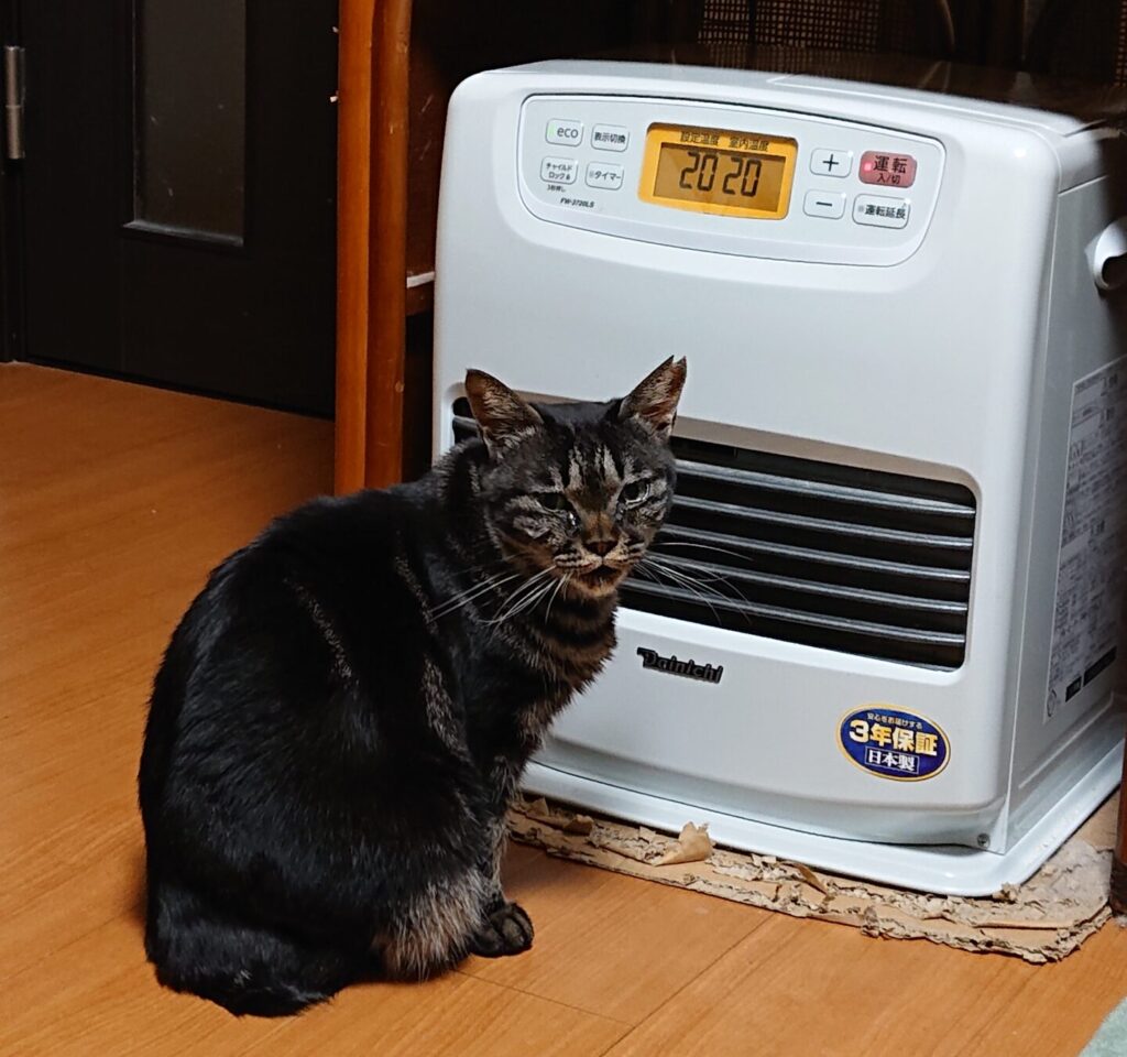 朝晩寒い今日この頃チョコもストーブの吹き出し口のすぐ目で温風を独り占めしています。こちらを向いてます。