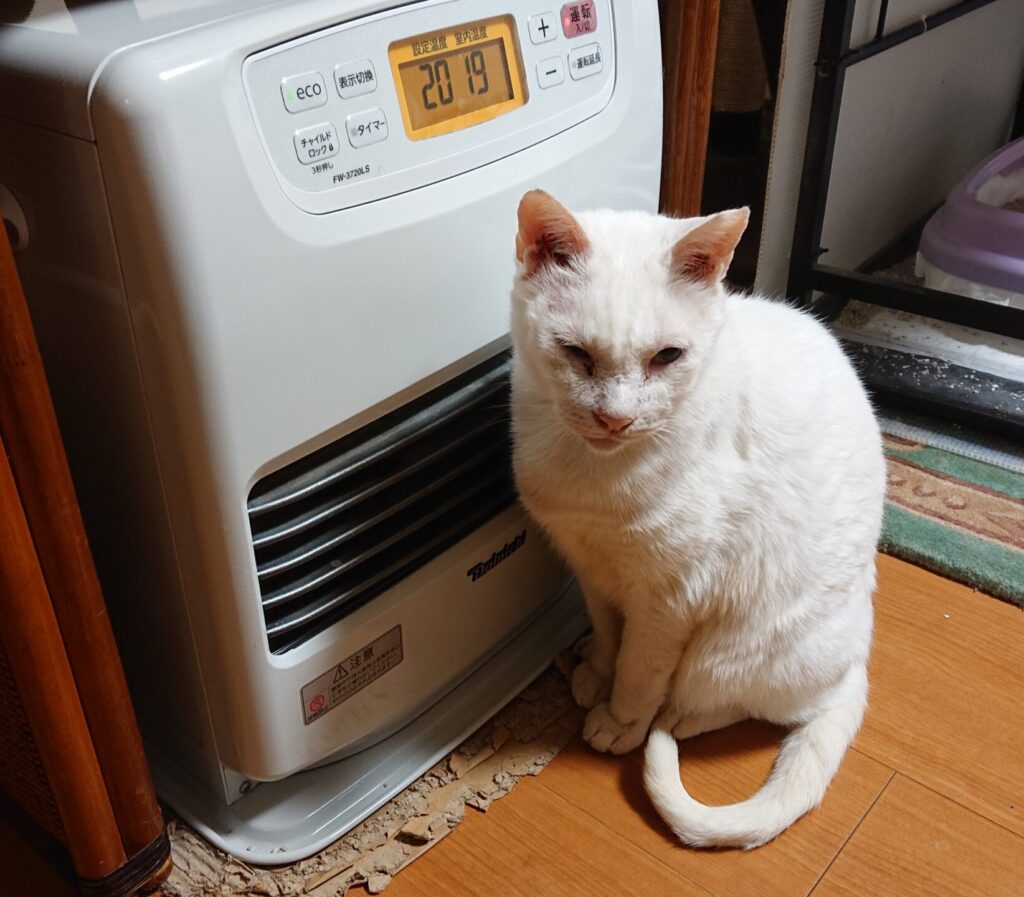 寒い朝、ゴンじいは温風ヒーターの前陣取っています。１４℃から点火して現在１９度まで上がっている。でも、ヒーターの前から動きません。